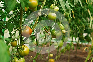 Hydroponic tomato growing in a greenhouse