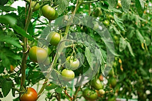 Hydroponic tomato growing in a greenhouse