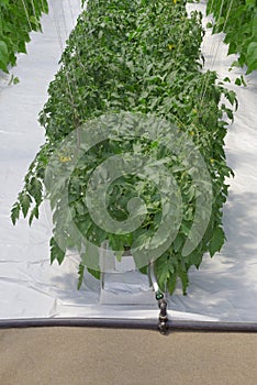 Hydroponic Tomato Plant