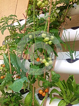 Hydroponic tomatoes