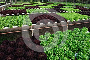 Hydroponic Vegetable