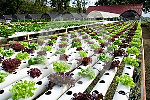 Hydroponic vegetable