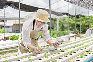 Hydroponic vegetable concept, Asian man holding document and checking lettuce seedlings in farm