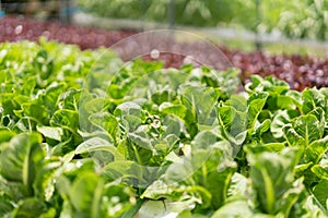 Hydroponic vegetable concept, Fresh cos lettuce in hydroponic system at vegetable plantation