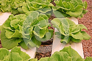 Hydroponic vegetable culture in greenhouse water evaporation