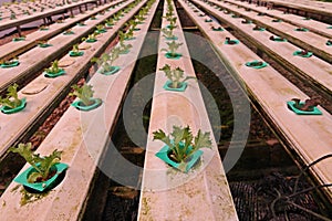 Hydroponic vegetable culture in greenhouse water evaporation