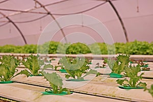 Hydroponic vegetable culture in greenhouse water evaporation