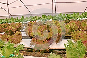 Hydroponic vegetable culture in greenhouse water evaporation