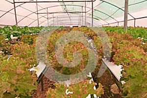 Hydroponic vegetable culture in greenhouse water evaporation