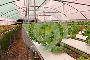 Hydroponic vegetable culture in greenhouse water evaporation