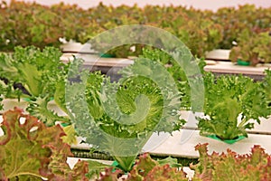 hydroponic vegetable culture in greenhouse water evaporation