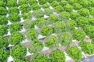 Hydroponic vegetable farm