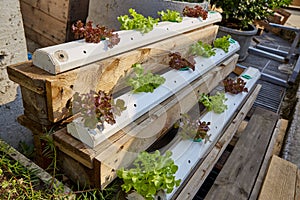 Hydroponic vegetable farm