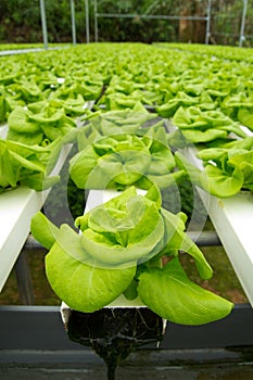 Hydroponic vegetable farm