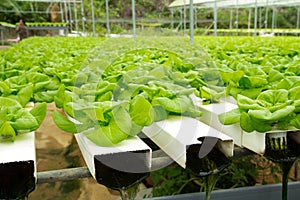 Hydroponic vegetable farm