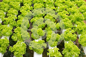 Hydroponic vegetable farm