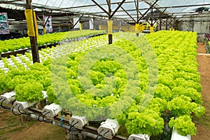 Hydroponic vegetable farm photo