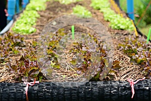 Hydroponic vegetable farm. photo