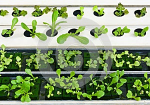 Hydroponic vegetable farm, close up organic green lettuces in hydroponic pipe selective focus