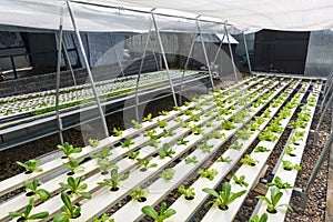 Hydroponic vegetable farm, organic green lettuces in hydroponic pipe