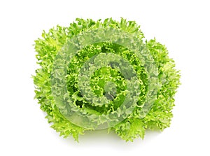 Hydroponic vegetable (Frillie Iceburg)