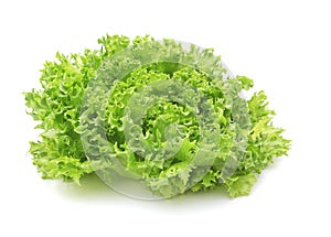 Hydroponic vegetable (Frillie Iceburg)