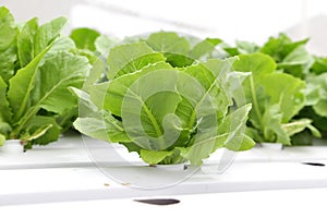 Hydroponic vegetable (Green Cos) photo