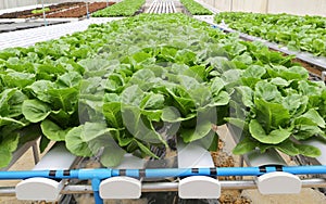 Hydroponic vegetable (Green Cos) in farm