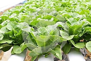 Hydroponic vegetable (Green Cos) in farm