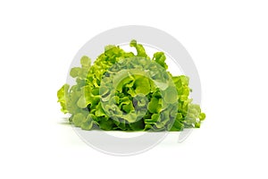 Hydroponic vegetable leaves, Green Oak Lettuce