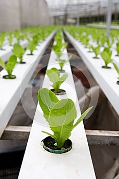 Hydroponic vegetable plantation