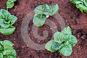 Hydroponic vegetable in plantation nursery of agriculture food industria at Royal Agricultural Station Angkhang in Chiang Mai,