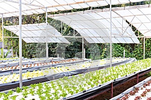 Hydroponic vegetable in plantation nursery of agriculture food industria at Royal Agricultural Station Angkhang in Chiang Mai,