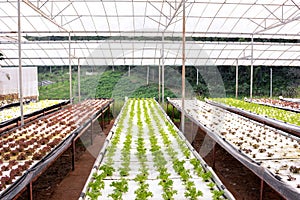 Hydroponic vegetable in plantation nursery of agriculture food industria at Royal Agricultural Station Angkhang in Chiang Mai, photo