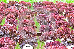 Hydroponic vegetable is planted in a garden.