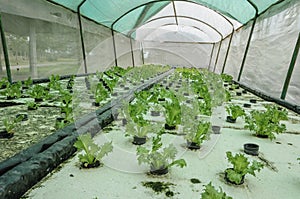 Hydroponic vegetable is planted in a garden.