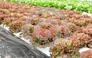 Hydroponic vegetable (Red corel) photo