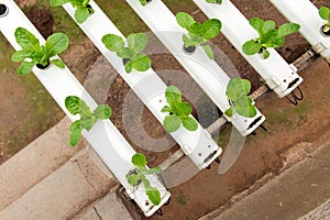 Hydroponic vegetable photo