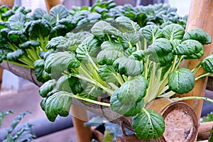 Hydroponic vegetables