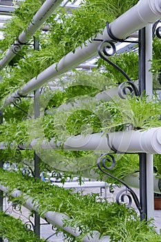 Hydroponic vegetables