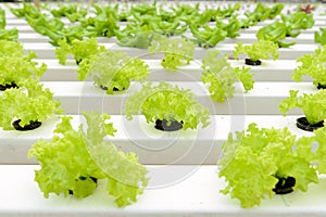 Hydroponic vegetables