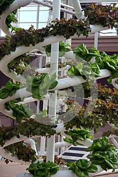 Hydroponic Vegetables