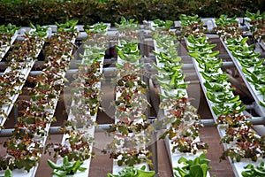 Hydroponic Vegetables