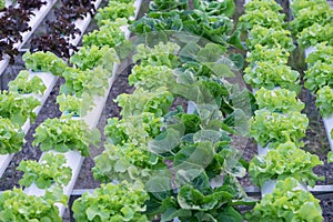 Hydroponic vegetables
