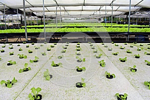 Hydroponic vegetables farm