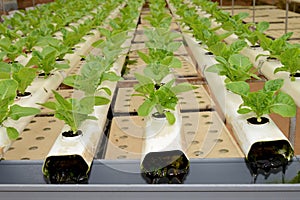 Hydroponic vegetables Farm