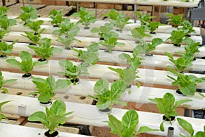 Hydroponic vegetables Farm