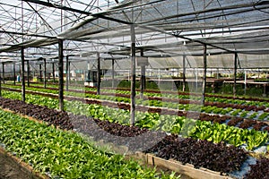 Hydroponic vegetables growing in Farm