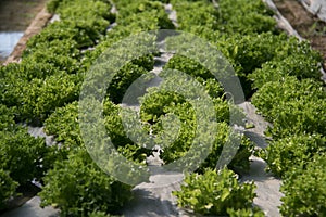 Hydroponic vegetables growing in Farm