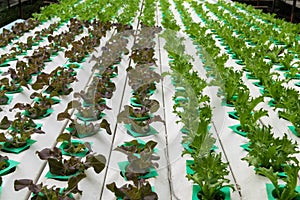 Hydroponic vegetables growing in greenhouse